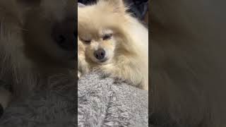 もふもふの癒しをどうぞ🐾🐶　#受験ガチ勢チート