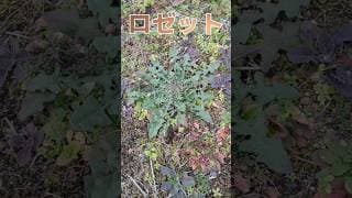 植物の冬越し（ロゼット）