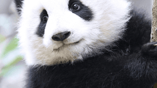 panda式英文読解・塗り絵講座 のライブ配信