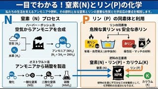 【要点解説】窒素とリン：世界の建築家 【無機化学④】