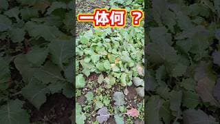 苗で冬越しをする植物